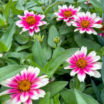Zinnia Seeds – Vibrant White Pink