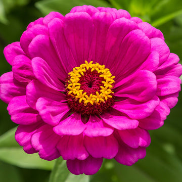 Zinnia Seeds – Violet Queen Heirloom