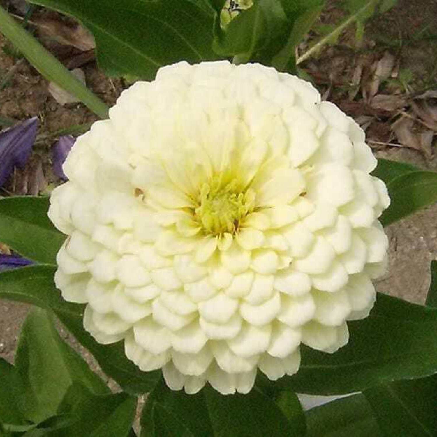 Zinnia Seeds – White