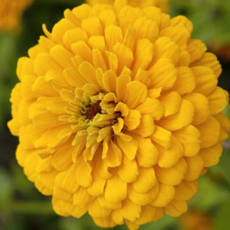 Zinnia Seeds – Yellow