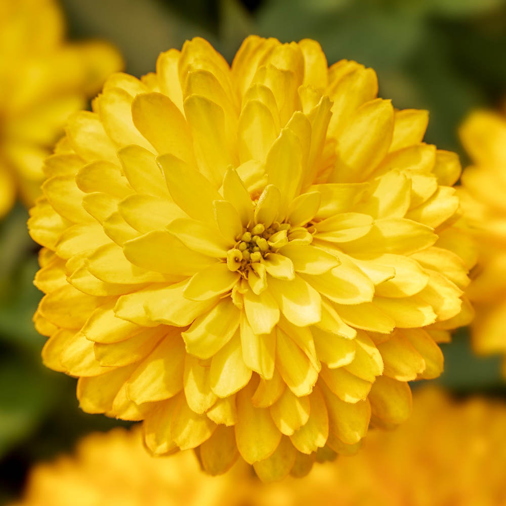 Zinnia Seeds – Yellow