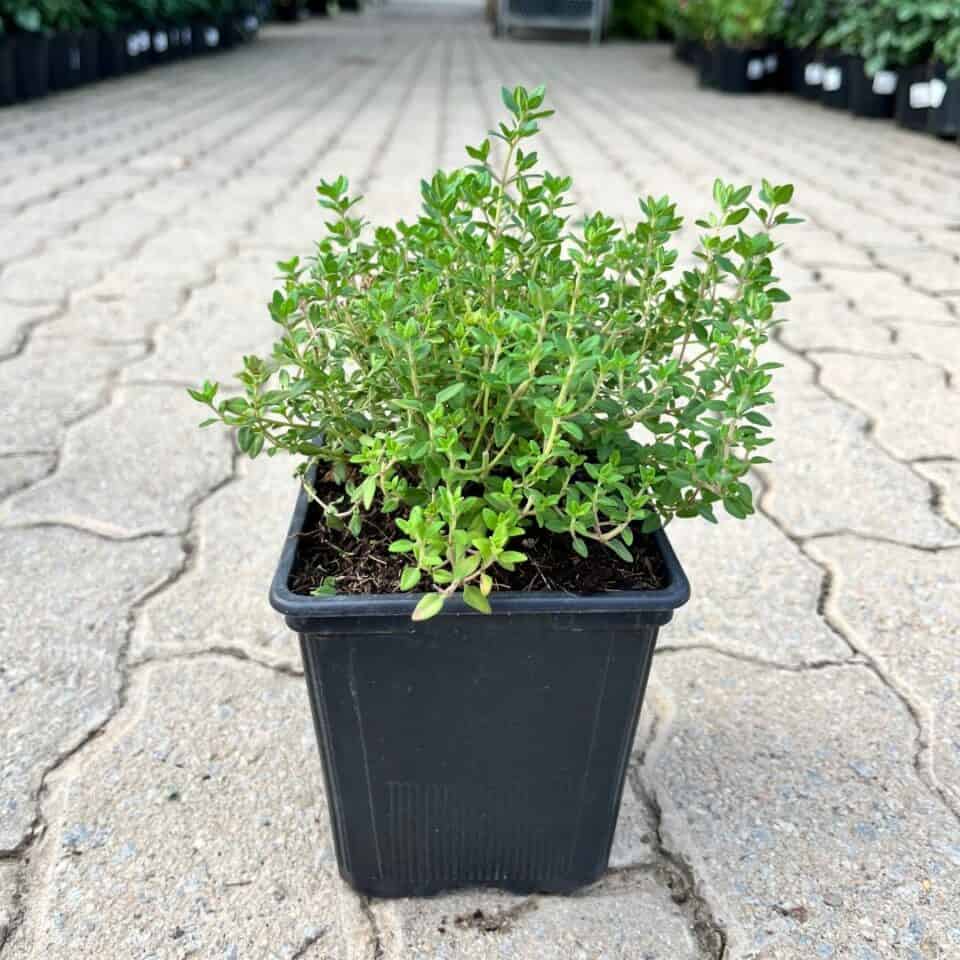 Zitrone Thyme Seeds