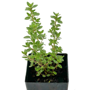 Zitrone Thyme Seeds