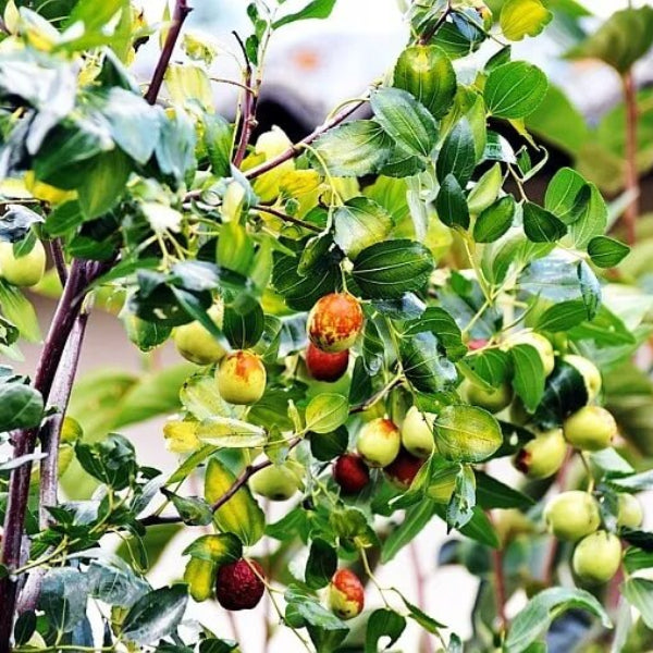 Zizyphus Jujube Seeds