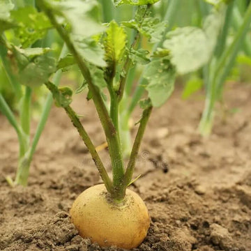 Zlata Radish Seeds