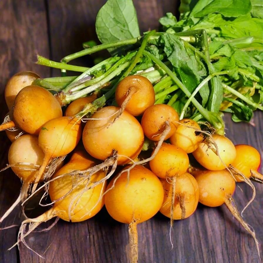 Zlata Radish Seeds