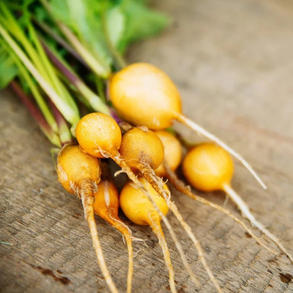 Zlata Radish Seeds