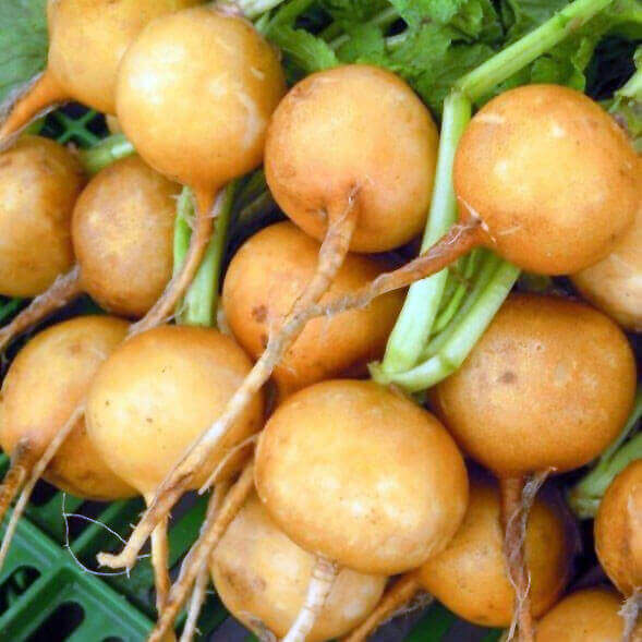 Zlata Radish Seeds