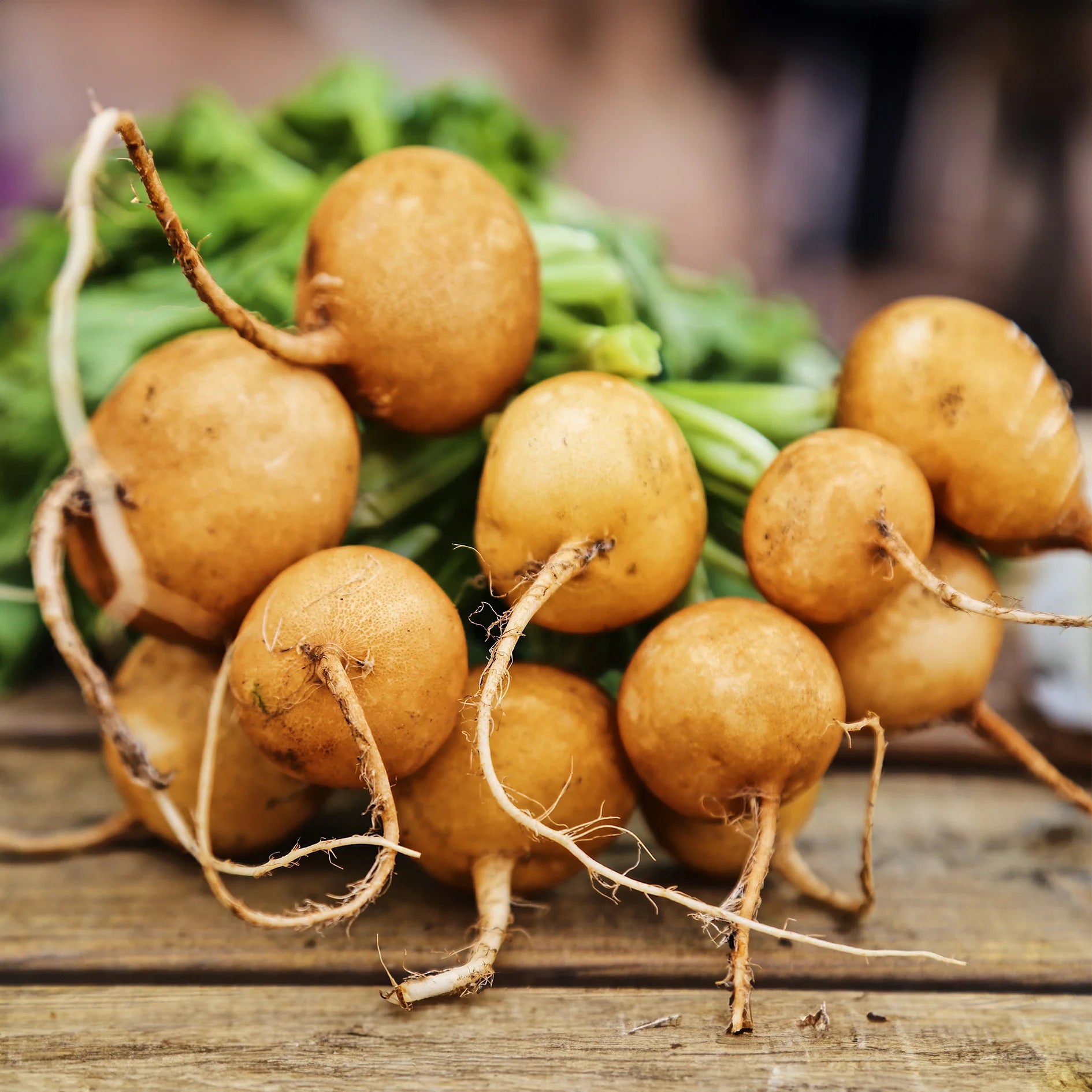 Zlata Radish Seeds