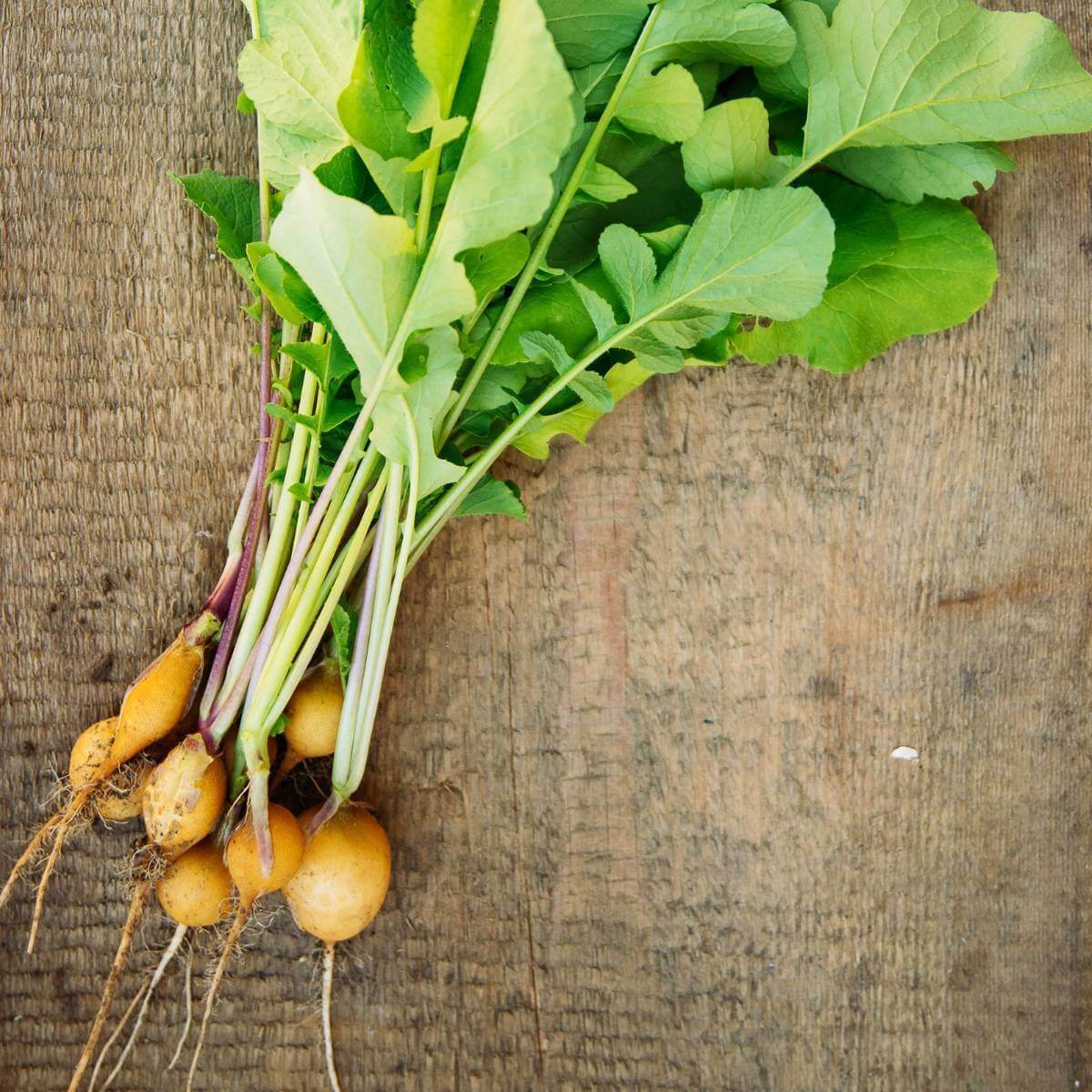 Zlata Radish Seeds