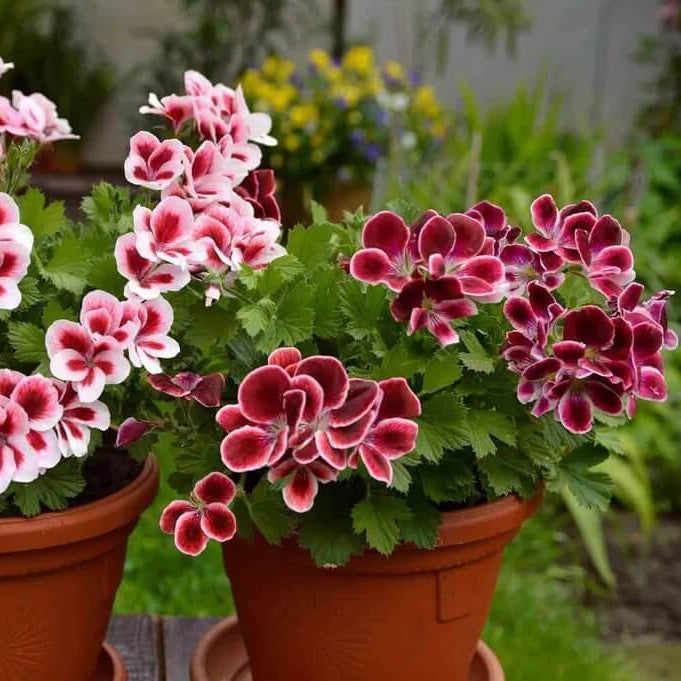 Zonal Geranium Seeds