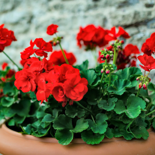 Zonal Geranium Seeds