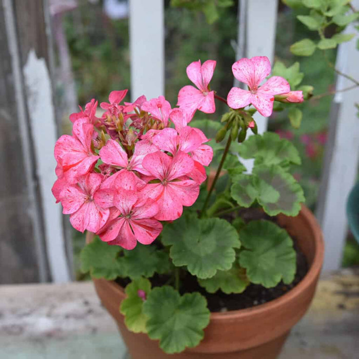 Zonal Geranium Seeds