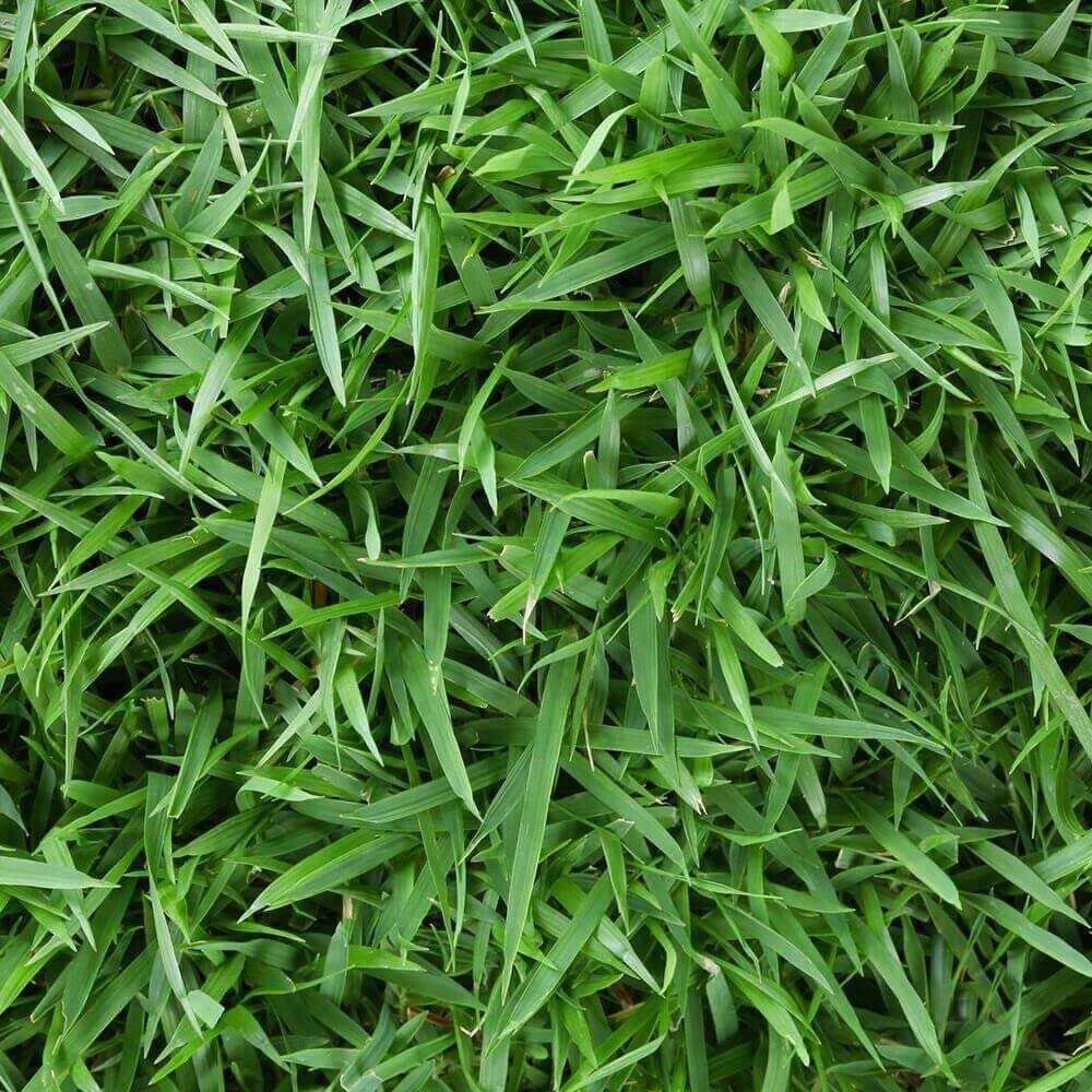 Zoysia Seeds - Emerald