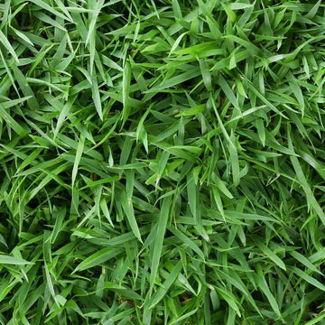 Zoysia Seeds - Emerald