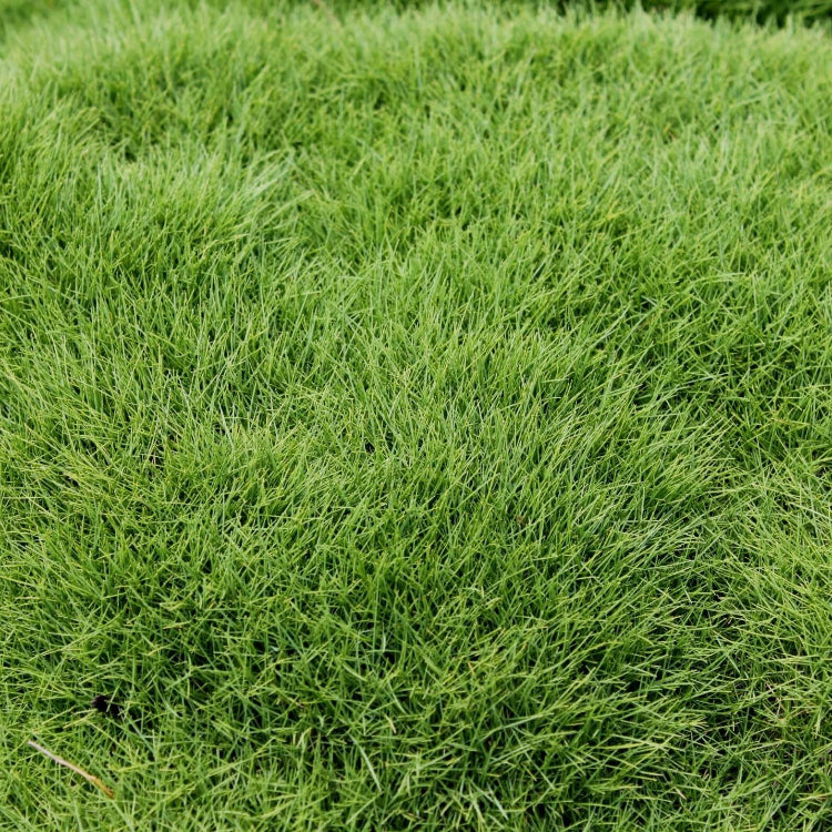Zoysia Seeds - Emerald