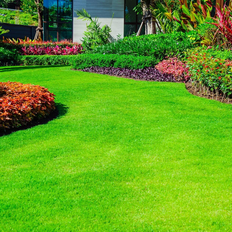 Zoysia Grass Seeds - Flower Plant