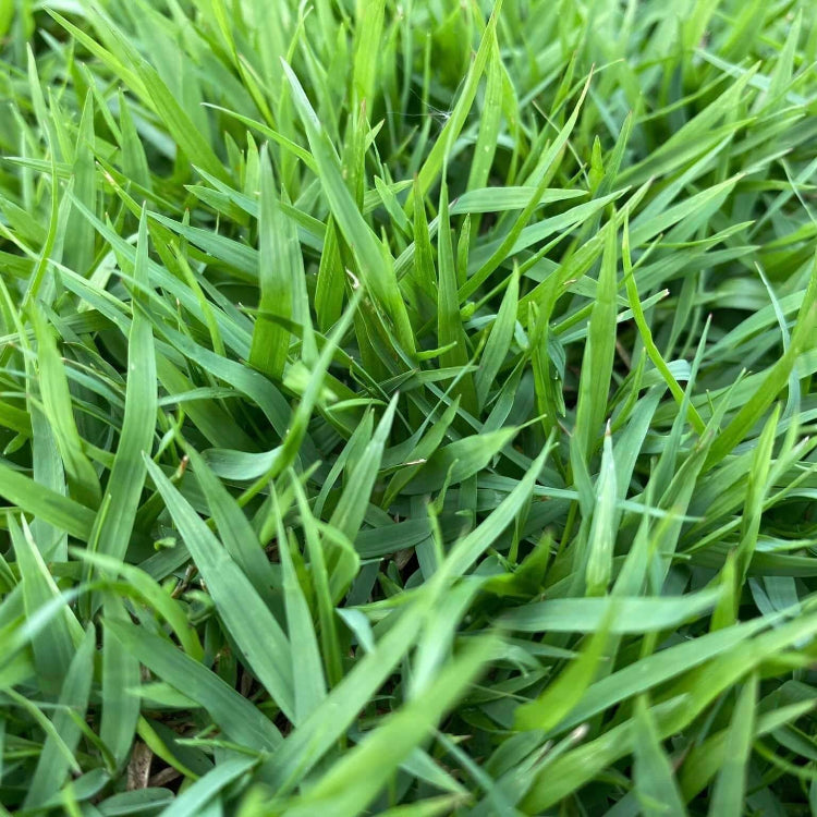 Zoysia Seeds – Japonica Lawn Grass