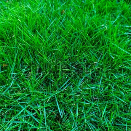 Zoysia Seeds – Japonica Lawn Grass