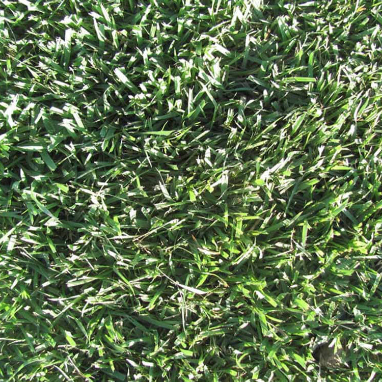 Zoysia Japonica Seeds - Flower Plant