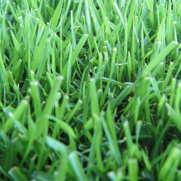 Zoysia Seeds – Premium Turf for Lawns