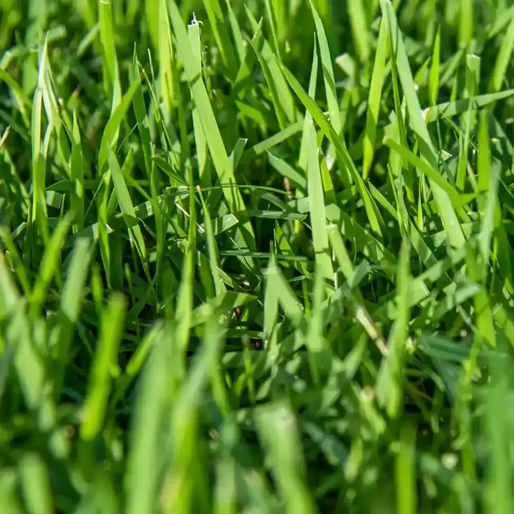 Zoysia Seeds – Premium Turf for Lawns
