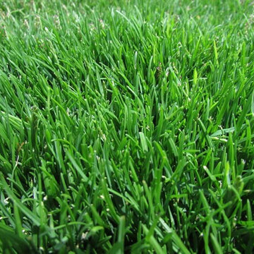 Zoysia Seeds - Emerald