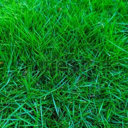 Zoysia Seeds – Japonica Lawn Grass