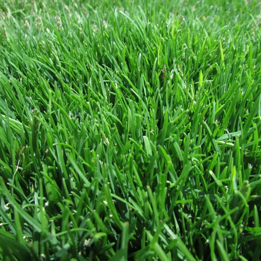 Zoysia Seeds – Premium Turf for Lawns