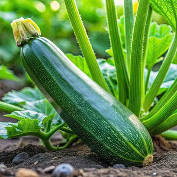 Zucchini Seeds