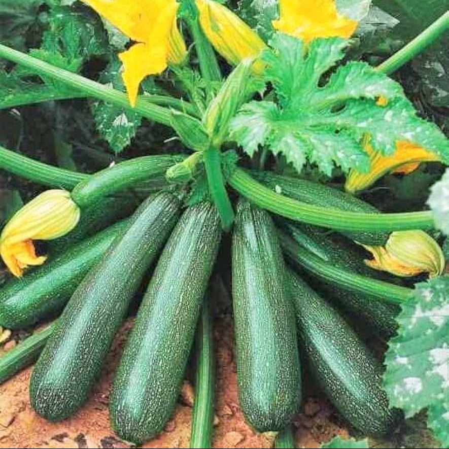 Zucchini Seeds