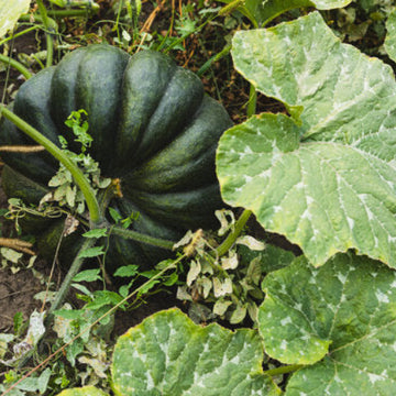 Zucchini Aspn-RAN Pumpkin Seeds 