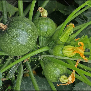 Zucchini Aspn-RAN Pumpkin Seeds 