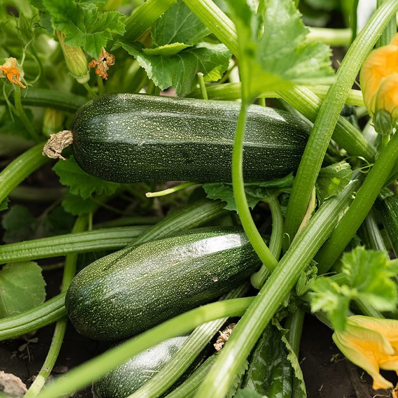 Zucchini Seeds – Climbing
