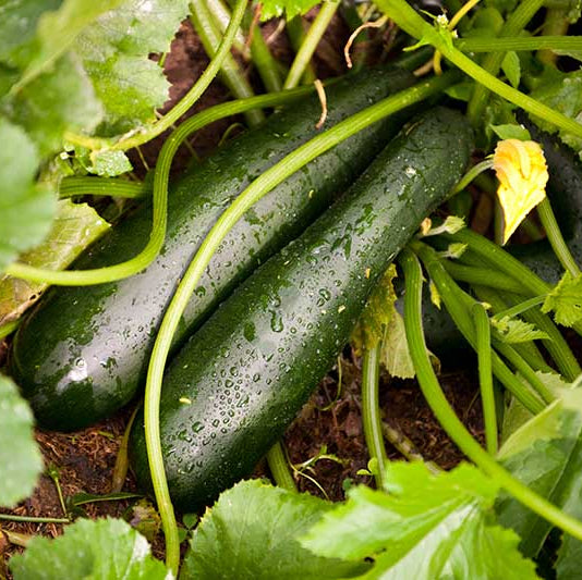 Zucchini Seeds – Climbing