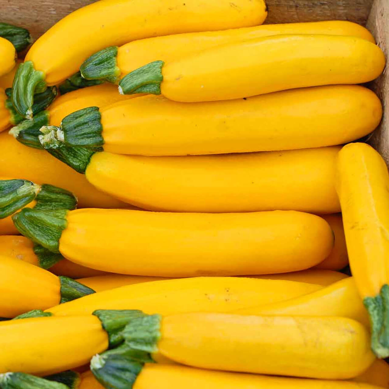 Zucchini Seeds – Gold