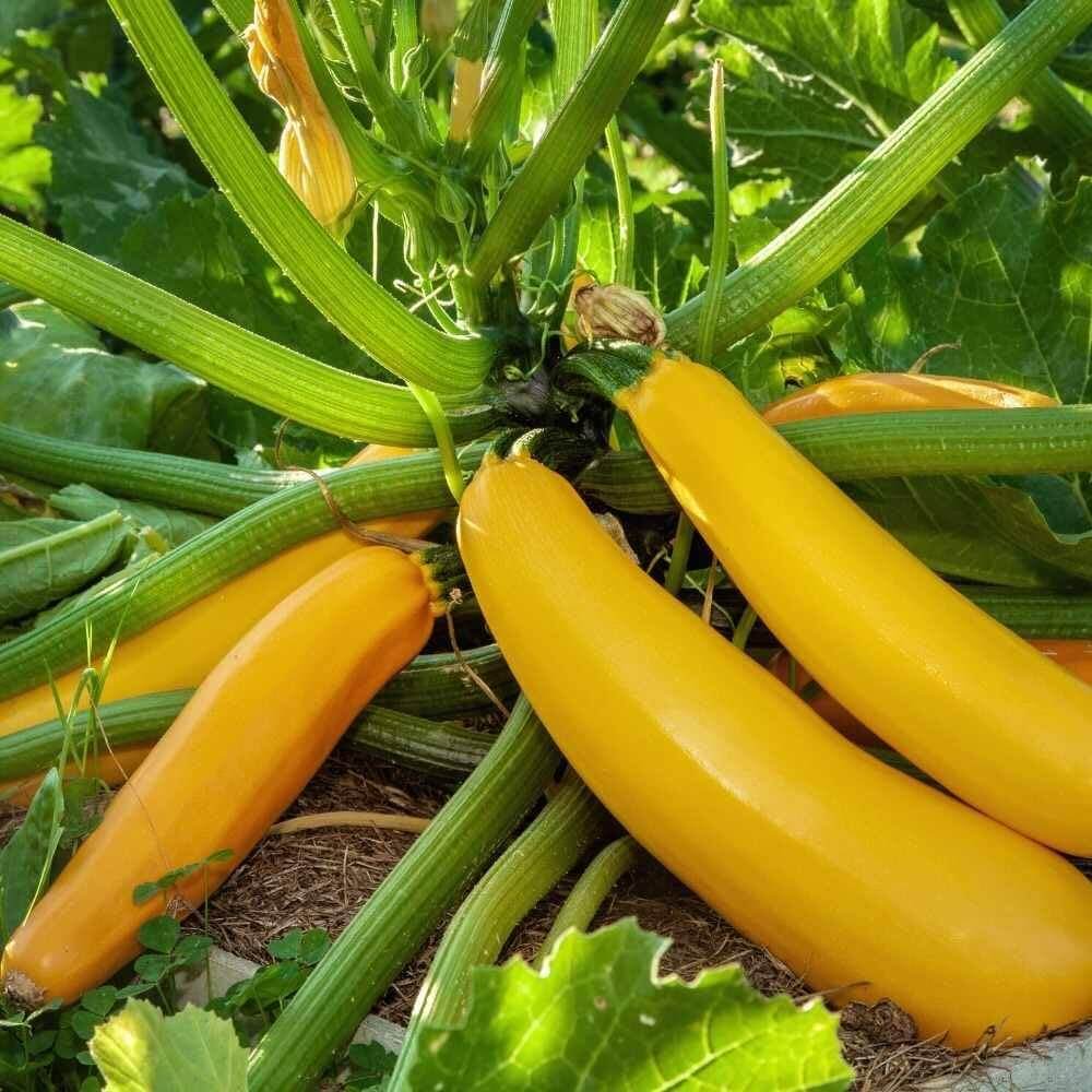 Zucchini Seeds – Gold