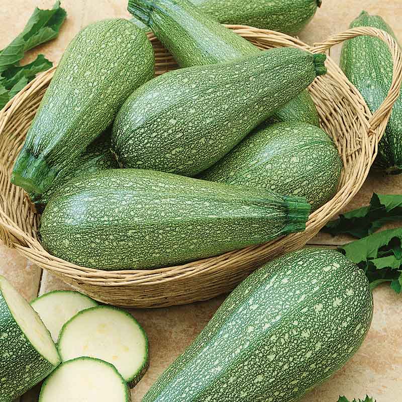 Zucchini Seeds – Gray