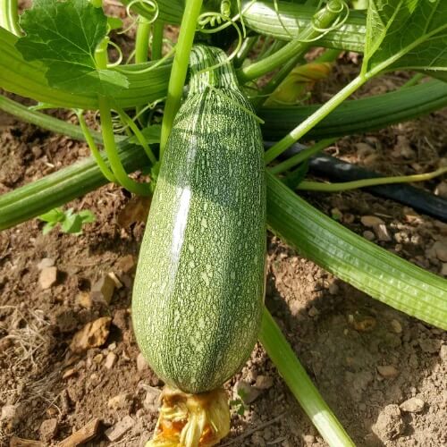 Zucchini Seeds – Gray