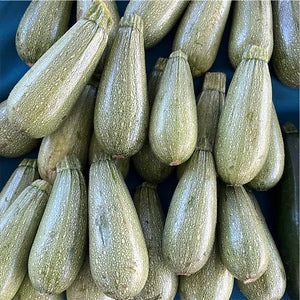 Zucchini Seeds – Grey Squash