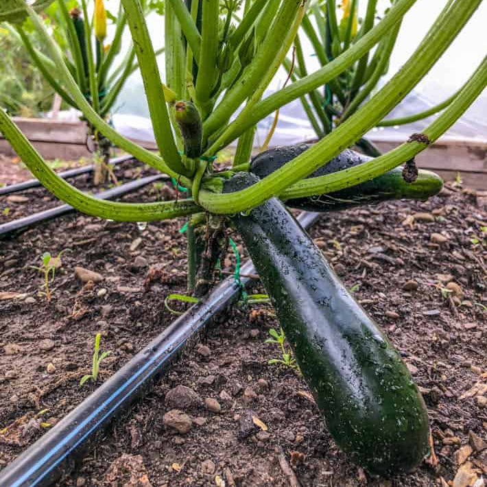 Zucchini Seeds