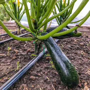 Zucchini Seeds