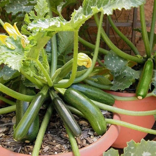 Zucchini Seeds