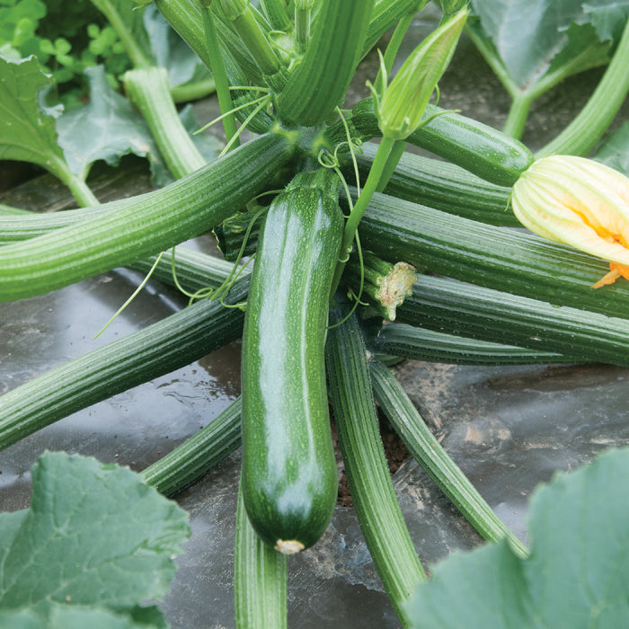 Zucchini Seeds
