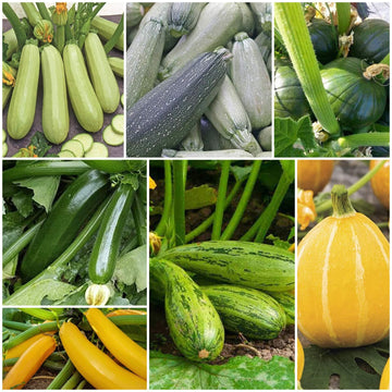 Zucchini Seeds - All In One For Home Gardens