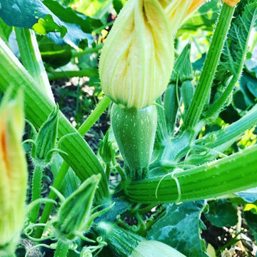 Zucchini Seeds - All In One For Home Gardens