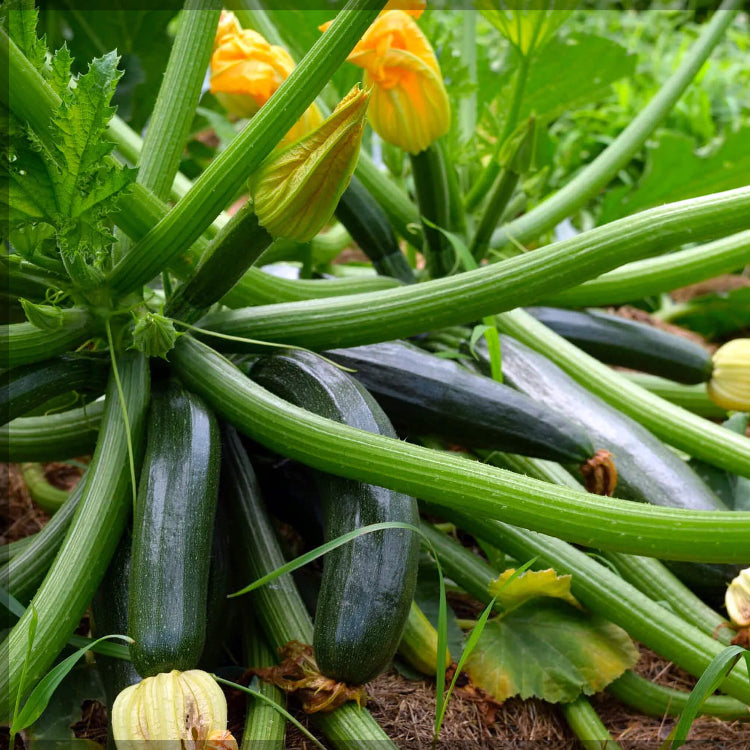Zucchini Seeds - All In One For Home Gardens