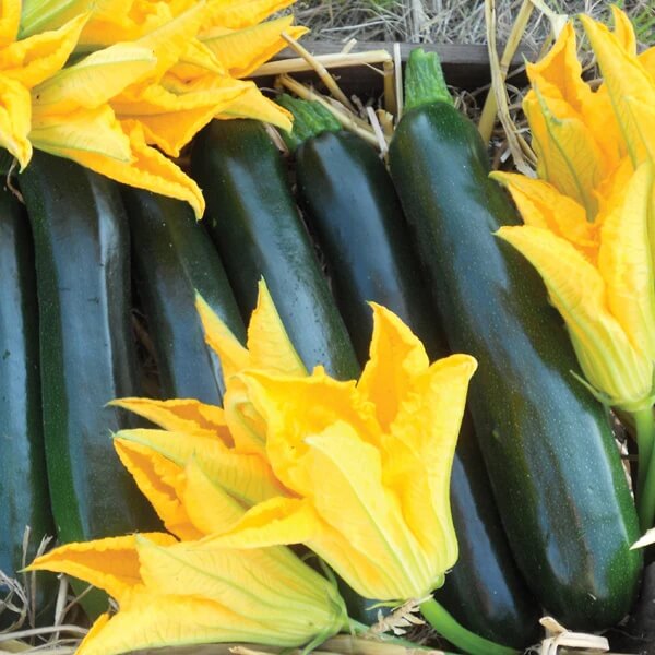 Zucchini Seeds - All In One For Home Gardens