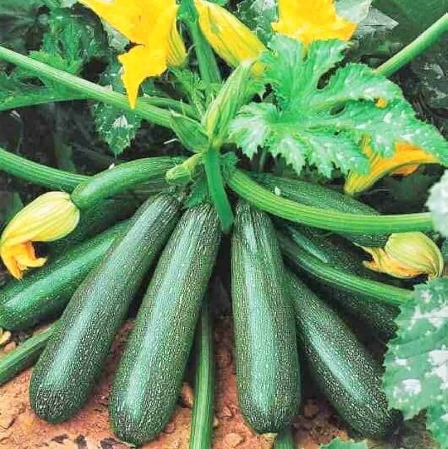 Zucchini Seeds - All In One For Home Gardens