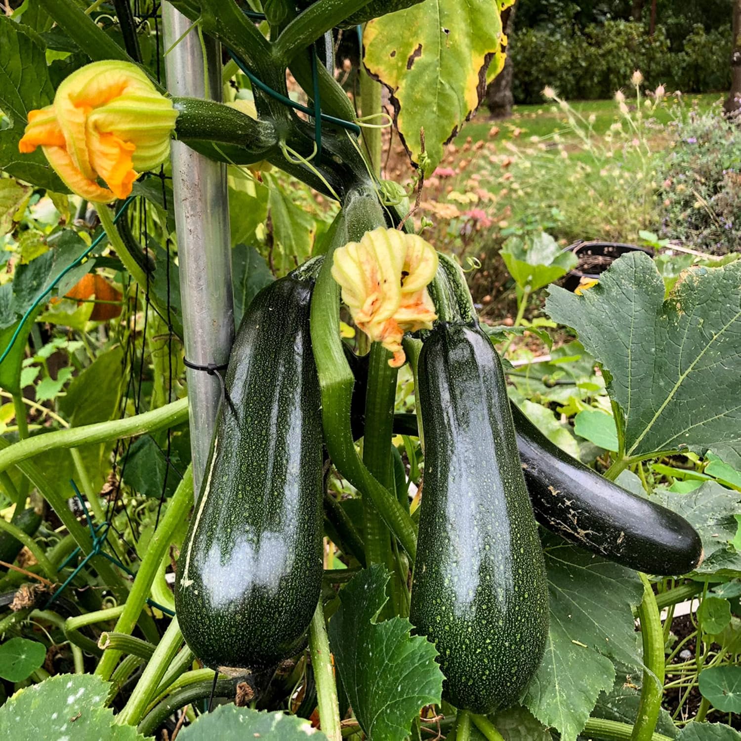 Zucchini Seeds – Climbing